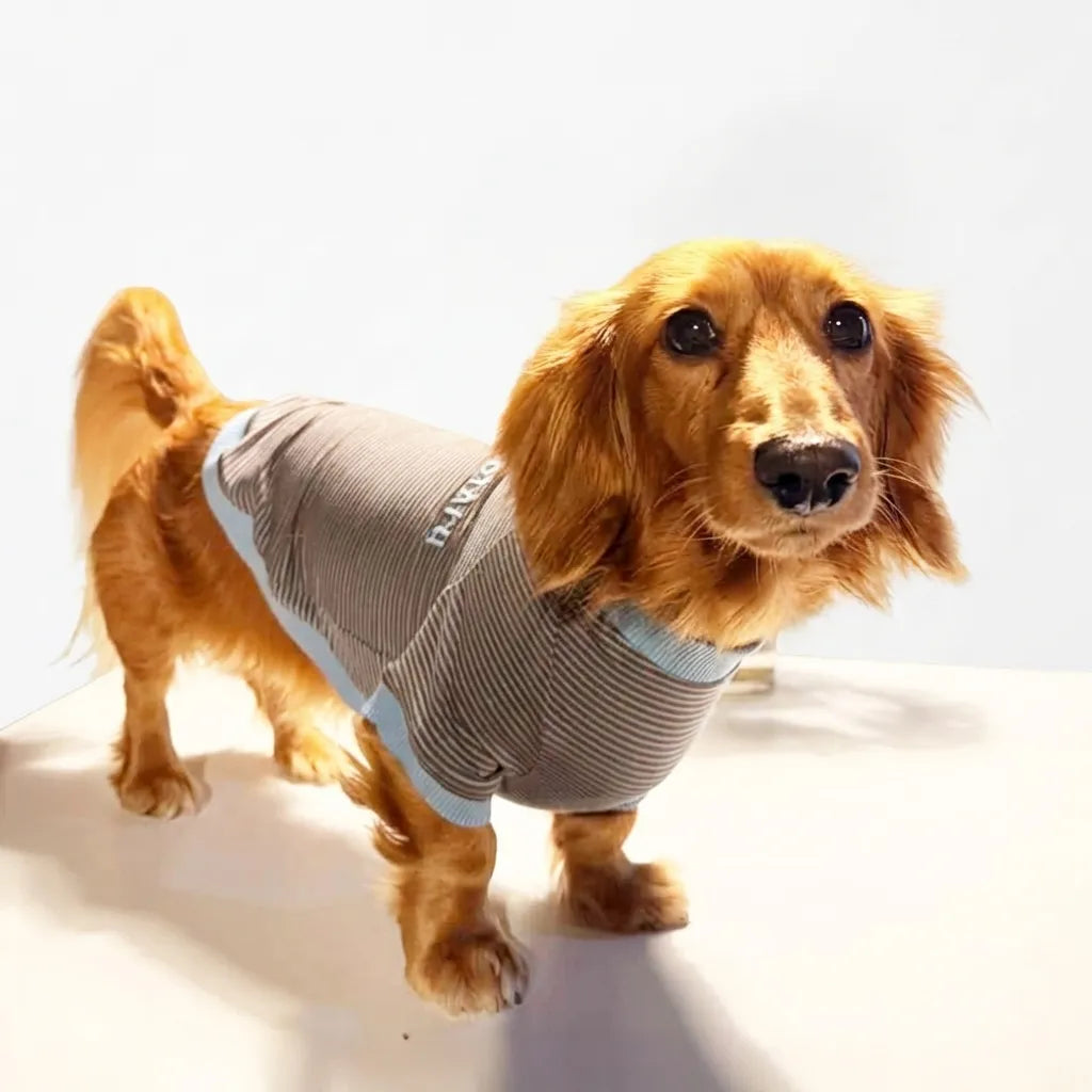 テンセル™繊維混【やさしさフィット_ダックス】ウォッシャブルベア天竺_ラグランT 　日本製　※シーズン通年