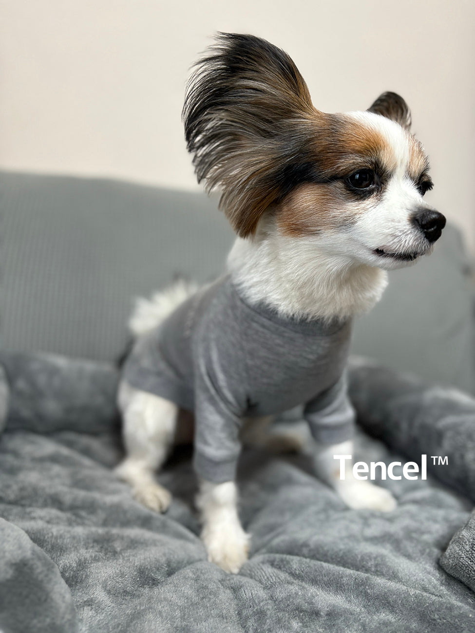 テンセル™繊維混【やさしさフィット】ウォッシャブルベア天竺_ラグランTシャツ　日本製　※シーズン通年