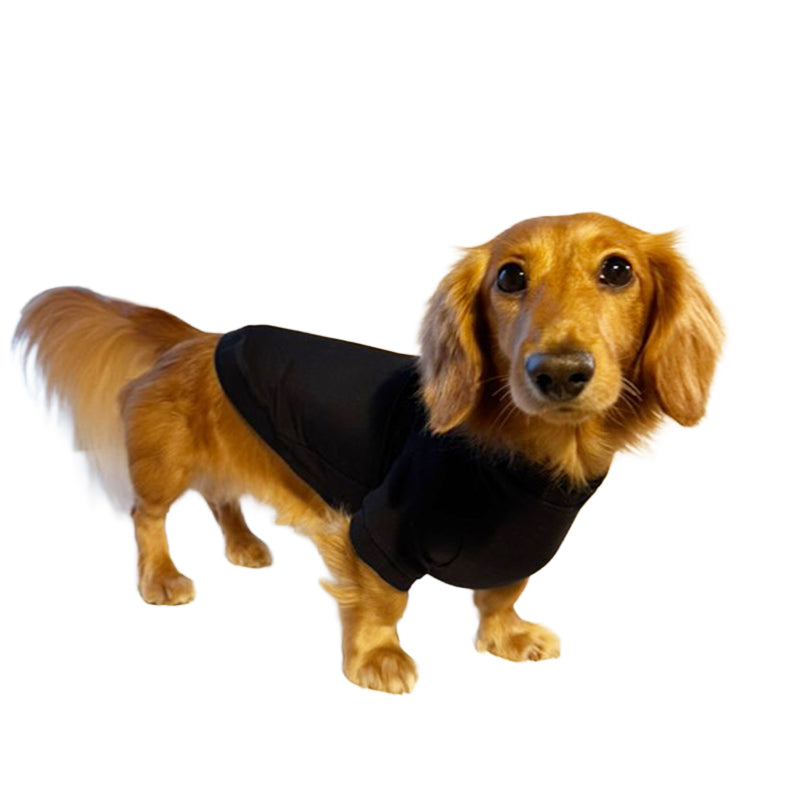 テンセル™繊維混【やさしさフィット_ダックス】ウォッシャブルベア天竺_ラグランT 　日本製　※シーズン通年