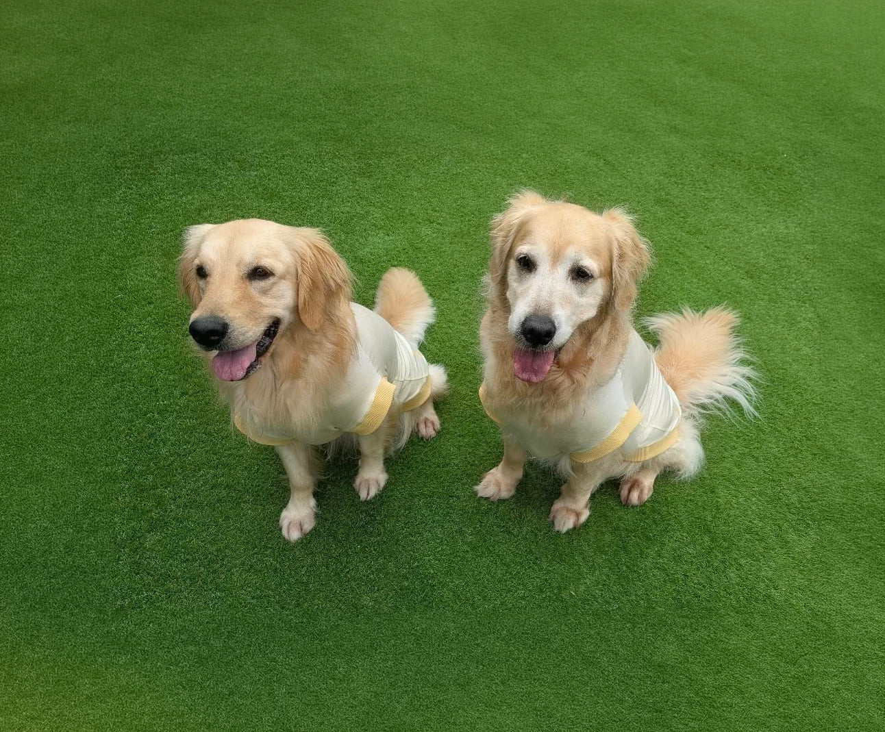 テンセル™繊維混【クールベア天竺大型犬】超ストレッチノースリーブ　 ●接触冷感　日本製　※シーズン5月〜9月