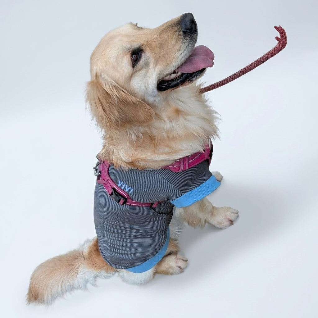テンセル™繊維混【やさしさフィット大型犬】ウォッシャブルベア天竺_ノースリーブ 　日本製　※シーズン通年