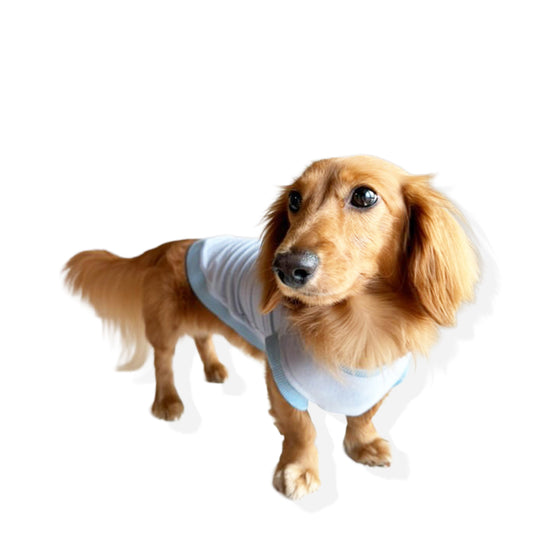 テンセル™繊維混【クールベア天竺_ダックス】超ストレッチノースリーブ　 ●接触冷感　日本製　※シーズン5月〜9月